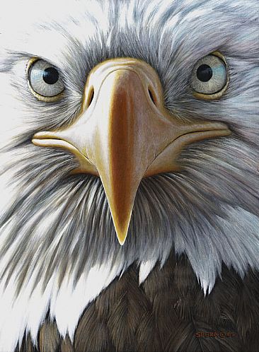On Target - Bald Eagle by Edward Spera