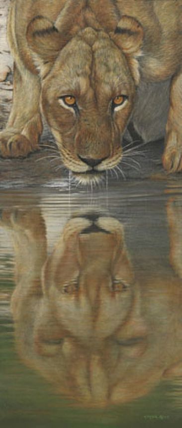 Savuti Queen - Lioness by Edward Spera