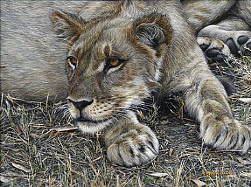 Sleepy - Lion Cub by Edward Spera