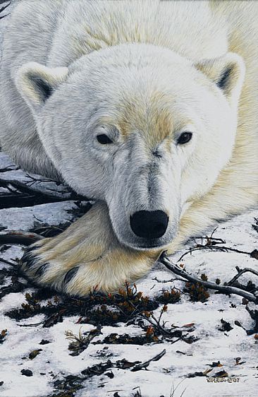 The Waiting Game - Polar Bear by Edward Spera