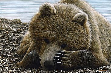 Time To Rest - Grizzly by Edward Spera
