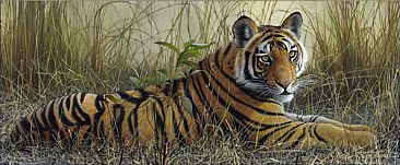 Young Bandhavgarh - Tiger Cub by Edward Spera