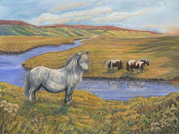 Ponies at The Glebe, Shetland - Shetland ponies in a Shetland landscape by Anne Barron