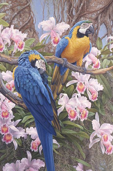 Jungle Majesty - blue and gold macaws  by Beth Hoselton