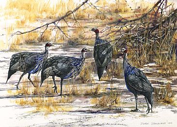 Vulturine Guinea Fowl - African Birds by Peter Blackwell