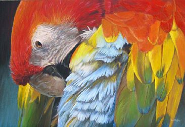 Scarlet Blues - Scarlet Macaw by Tom Altenburg