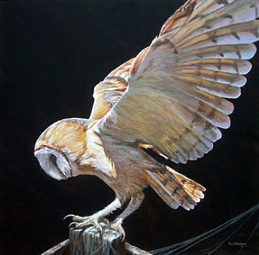 Silent Landing - Barn owl by Tom Altenburg
