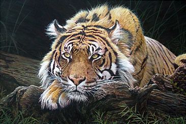 Sumatran Tiger - Tiger by Tom Altenburg
