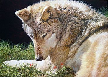 Warm Sunlight - Timber wolf by Tom Altenburg