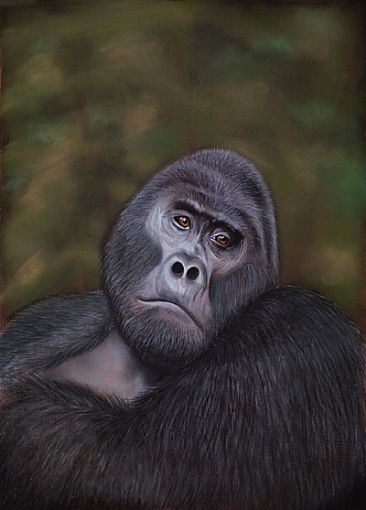 Rwansigazi - The Strong Young Man - Mountain Gorilla by Edward Hobson