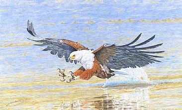 A Masterful Approach - African Fish Eagle by Chris McClelland