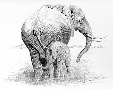 Matriarch and Son - A Matriarch Elephant with her young son.  by Chris McClelland