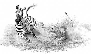The Ambush - A Zebra being ambushed by two lionesses by Chris McClelland