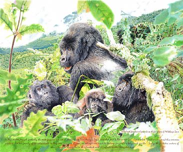 Sovereignty In Peril - Mountain Gorillas by Chris McClelland