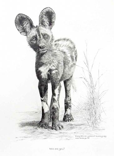 Who Are You? - A young African Painted Dog pup by Chris McClelland