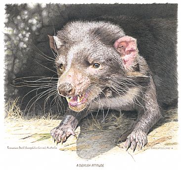 A  Devilish Attitude - A Tasmanian Devil from Australia by Chris McClelland