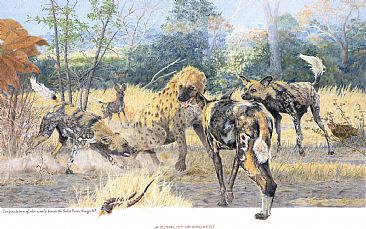 A Conflict of Interest - Painted African Dogs with a Hyaena by Chris McClelland