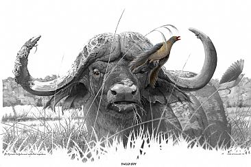 Dugga boy - African Buffalo by Chris McClelland