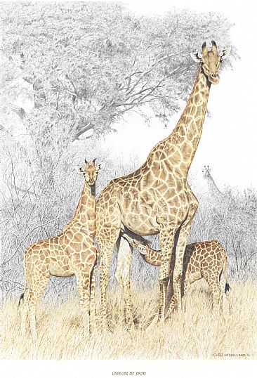 Ladder of Spots - Giraffes by Chris McClelland