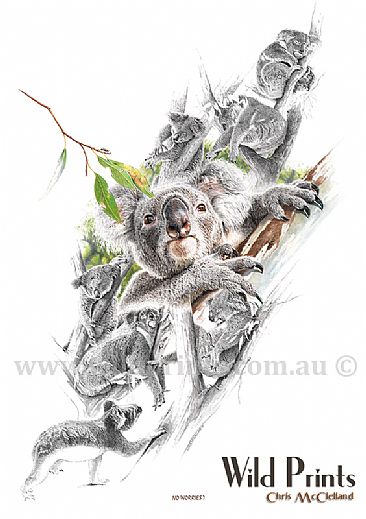  - Koalas by Chris McClelland