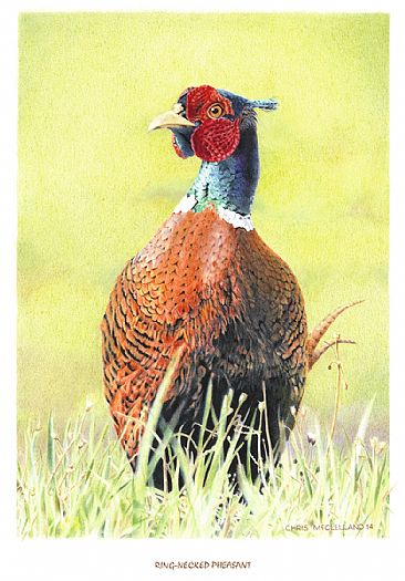 Ring-Necked Pheasant - Ring-Necked Pheasant by Chris McClelland