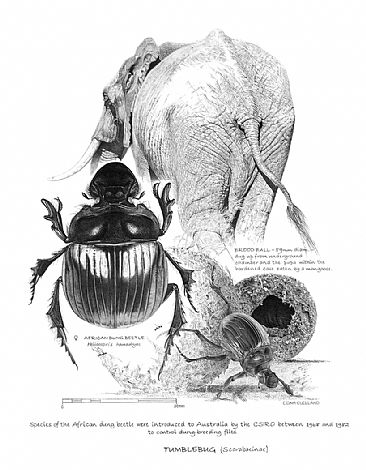Tumblebug - African Dung Beetle and elephant by Chris McClelland