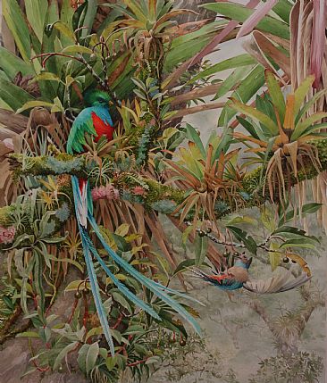 Quetzal | Breakfast on the Wing - Resplendent Quetzal by Daniel Davis