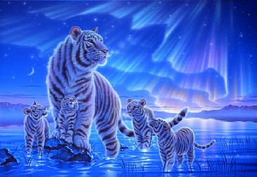 Beyond the Aourora - White tiger by Kentaro Nishino
