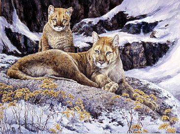 First Winter - Cougar by RoseMarie Condon