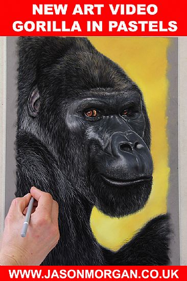Lowland Gorilla - Primate by Jason Morgan