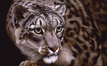 Snow Leopard - Snow leopard - Big Cats by Jason Morgan