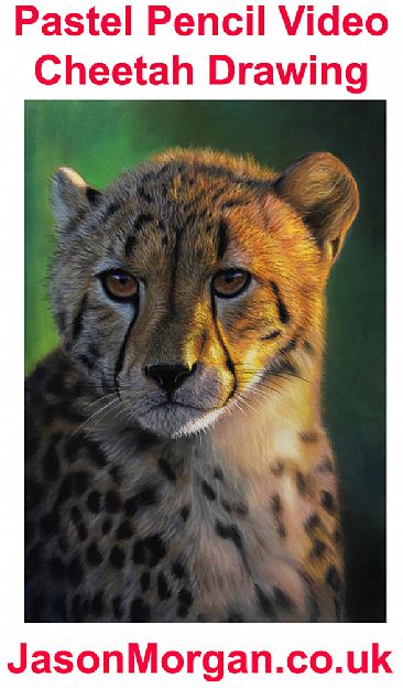 Cheetah - Art Video -  by Jason Morgan