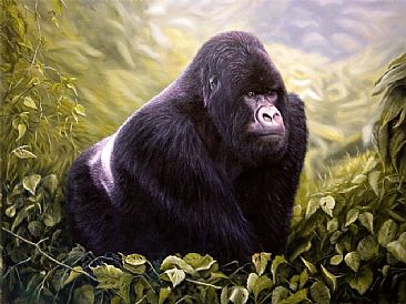Mountain Gorilla - Wildlife by Jason Morgan