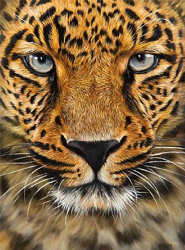 Dramatic Leopard - Big Cats by Jason Morgan