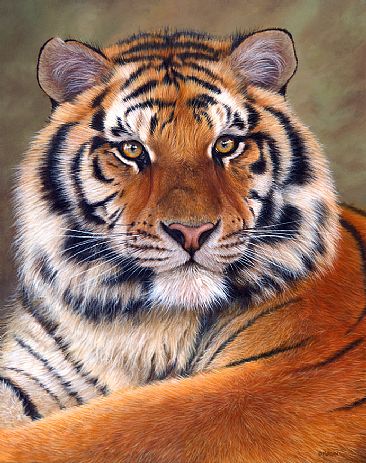Siberian Tiger - Canvas Print - Big Cats by Jason Morgan