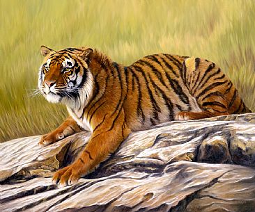 Tiger - Latest Commission - Big Cats by Jason Morgan
