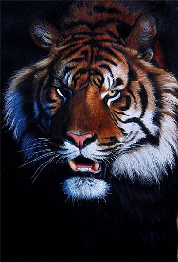 TIGER! - Tiger - big cats by Jason Morgan