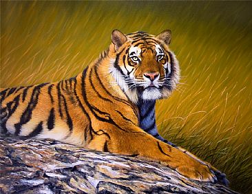 Huge Tiger Print - VERY Ltd Edn - Tiger - Big Cats by Jason Morgan