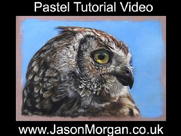 Owl - pastel pencils -  by Jason Morgan