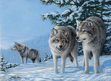 WOLF - Wolf by Claude Thivierge