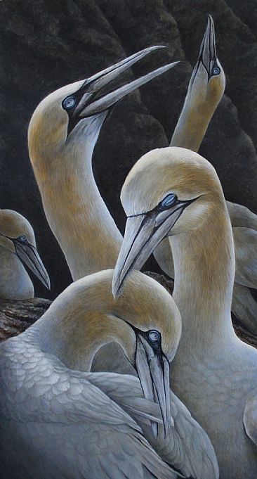 Amoureux Fou - Northern Gannet by Claude Thivierge