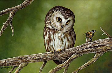 Adorable (Lovely) - Northern Saw-whet Owl by Claude Thivierge