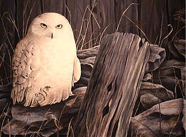 Gray November - Snowy owl by Claude Thivierge