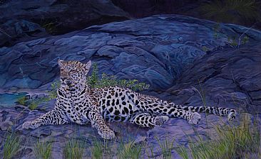 Bed Rock - leopard in the early evening by Theresa Eichler