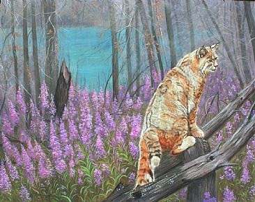 Fire Recovery - Bobcat with Fireweed in Okanagan Mountain Park by Theresa Eichler