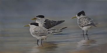 Testing the Water - Crested Terns by Peta Boyce