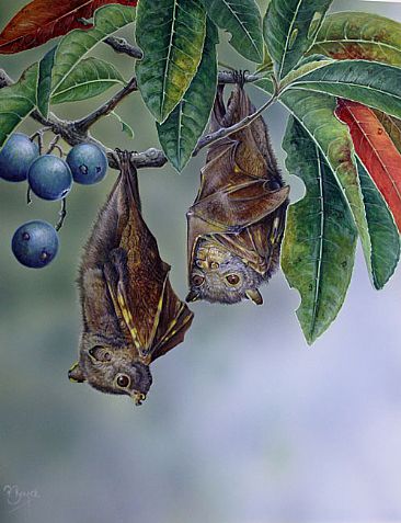 Eastern Tube-nosed Bats & Eleocarpos Grandis  -  by Peta Boyce