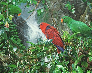 FAMILY FEUD - ECLECTUS PARROTS by Stephen Jesic