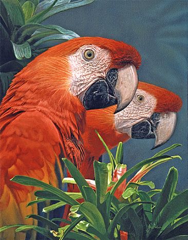 COCKTAILS FOR TWO - SCARLET MACAW'S by Stephen Jesic