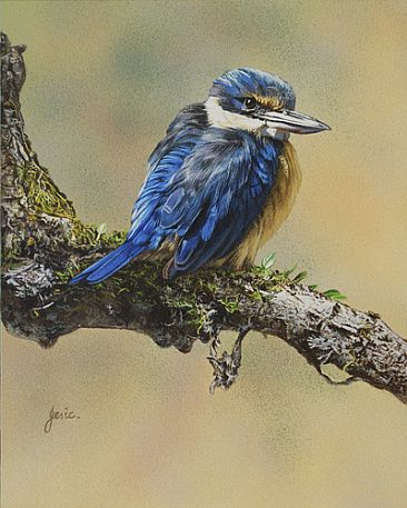 SERENE AFTERNOON - SACRED KINGFISHER by Stephen Jesic